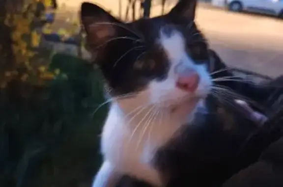 Animaux trouvés La Chapelle-sur-Erdre, photo: Trouvé chat, Rue du 8 Mai, 19, La Chapelle-sur-Erdre