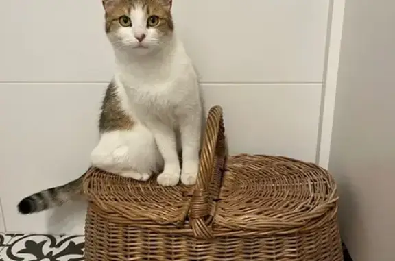 Зникла кішка Кицька в Рясне-Руському