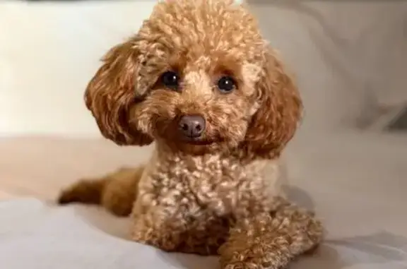 Perro Perdido: Matilda, Arnés Verde, Marbella