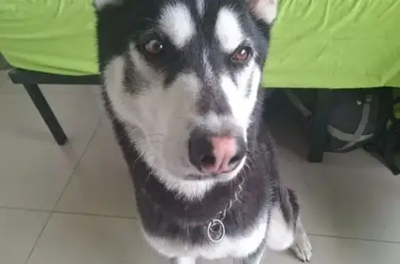 Animales encontrados , foto: Husky macho hallado en CDMX: joven y dócil