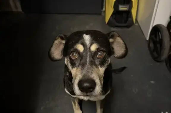 Animaux trouvés Irigny, photo: Trouvé chien homme, Chemin de Presles, 20, Irigny