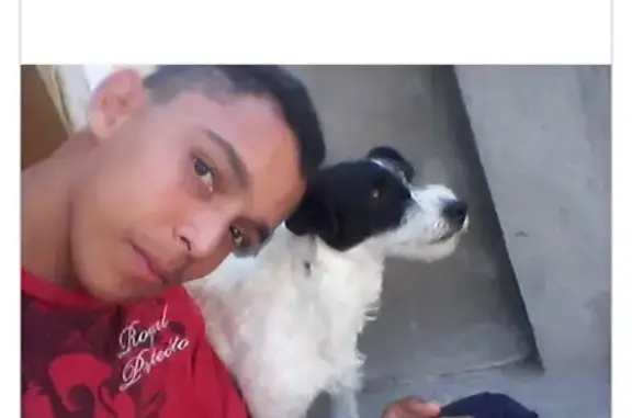 Cachorro perdido Fêmea (brl002469) - photo