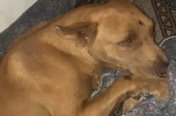 Cachorro encontrado Fêmea (brf002470) - photo