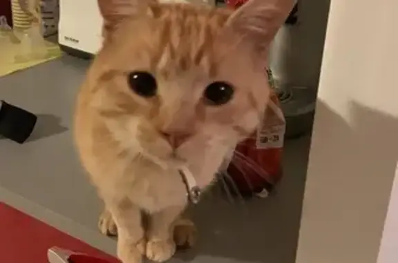 Animaux perdus La Tour-du-Crieu, photo: Perdu chat mâle, Chemin de Fourmageat, Les Pujols, La Tour-du-Crieu - Simba est très sociable
