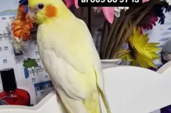 Ave Ninfa Lutina Perdida en Sa...