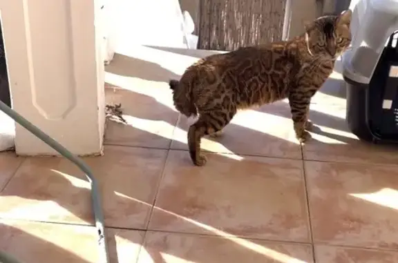 Buscamos a Hambrosio: gato perdido en Orihuela