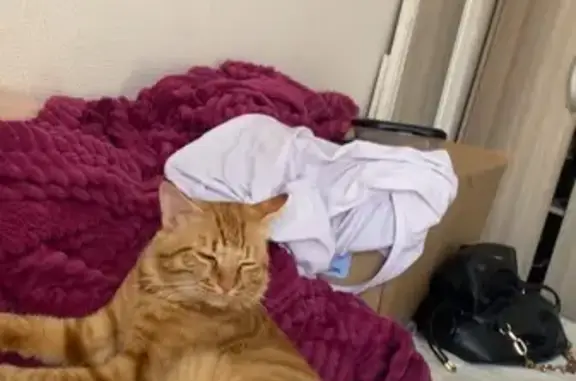Chat trouvé Saint-Étienne, photo: Trouvé chat homme, Rue Vaugelas, 6, Bourg-en-Bresse - roux tigres