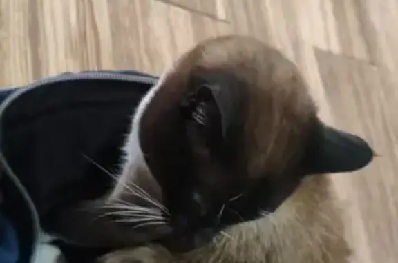 Animales encontrados Ciudad Nezahualcoyotl, foto: Gato Siamés Encontrado: Busca a su Dueño