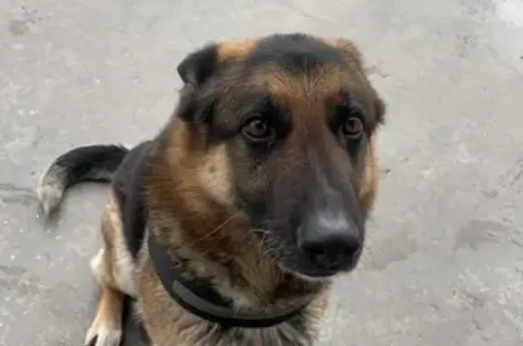 Perro Perdido: Negro y Fuego con Chaleco