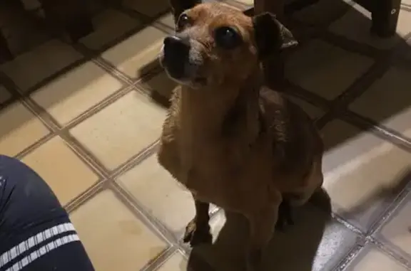 Animaux trouvés Bordeaux, photo: Trouvé chien mâle, Aiguillon, Nouvelle-Aquitaine, Bordeaux - marron roux, petit chien