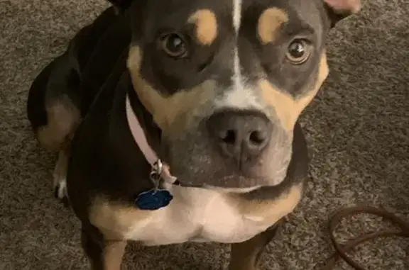 Lost Собака, Female, North Chautauqua Street, 229, Wichita - wearing a purple collar with daisies - photo