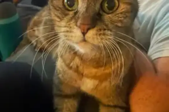 Lost Кошка, Female, San Tan Valley, Arizona - strictly indoors - photo