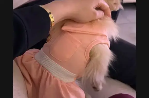 Missing dog Tucson, photo: Lost Собака, Female, South Van Buren Avenue, 1901, Tucson - Pomerania cream colored