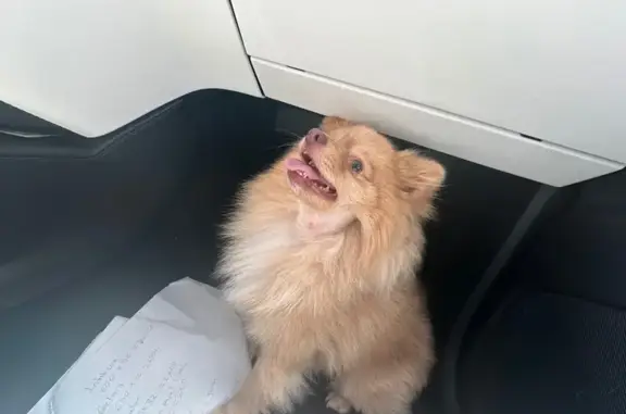 Lost Собака, Brentwood Drive, 889, San Jose - service dog named Maxi - photo