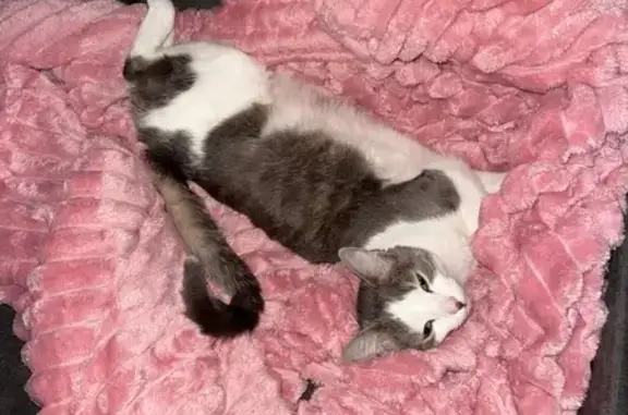 White and gray tabby. Also responds to the name “kitty” Very shy and skittish. She doesn’t like new people and will hide. She isn’t aggressive at all. Can be very food motivated so shaking treats.