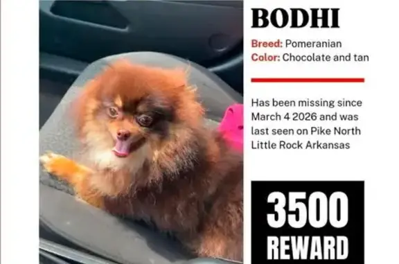 Lost Собака, Male, North Little Rock, Arkansas - Chocolate and tan - photo