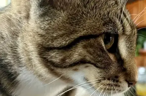 Lost Кошка, Delmar Lane, 8414, Prairie Village - Finn, six month old male - photo