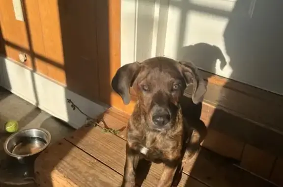 Found dog Little Rock, photo: Found Собака, Male, Lombardy Lane, 65, Little Rock - brindle coat