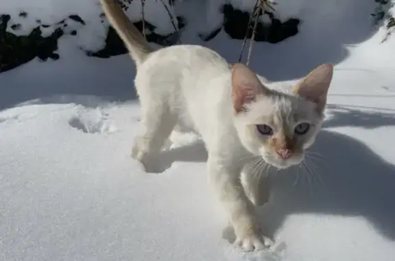 Lost Кошка, Peruque Estates Lane, 121, Wentzville - white with orange markings - photo
