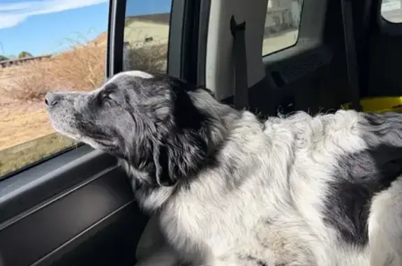 Missing dog Lincoln, photo: Lost Собака, Male, South 27th Street, Lincoln - white and black