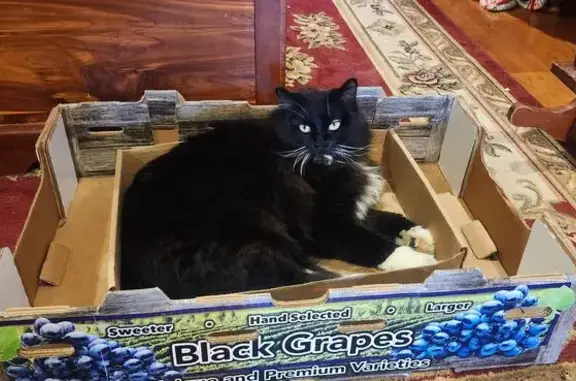 Lost Кошка, McClure Avenue, 615, Lowell - Female black and white with pink collar - photo