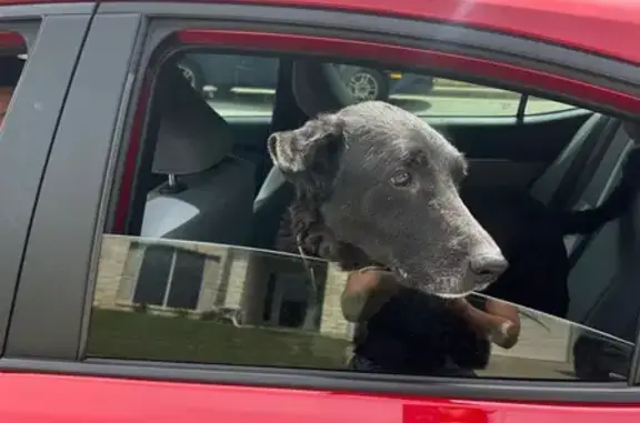 Found dog Killeen, photo: Found Dog, Male, Chaparral Road, 4400, Killeen - Very Friendly