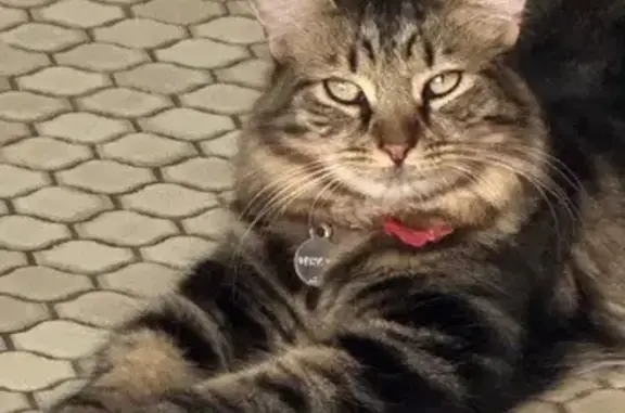 Lost pets , photo: Timid Cat Missing: Red Collar, Milford Rd