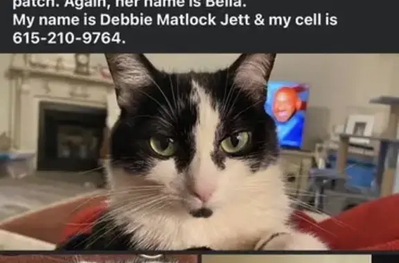 Short to medium haired black & white female cat, named Bella; no collar but is microchipped from her vet, Cornerstone Vet/Dr Brannon. She has a small black spot right on her chin like a soul patch. She is very skittish of strangers, an inside only cat since I adopted her from the shelter as a kitten. She is now about 4 years old, small in size. She must have ran out of the door when it was ajar when a repairman left. When I noticed the door ajar a few minutes later, I shut the door & started looking for her but could not find her.