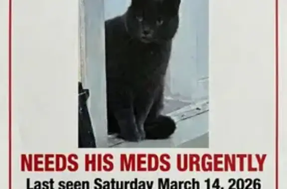 Lost Кошка, Male, Sullivan Street, 20, Toronto - Solid Grey short hair - photo