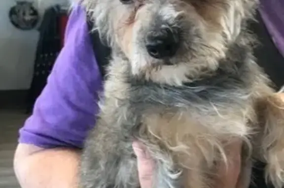 Lost Собака, Female, East Hillside Drive, 2425, Broken Arrow - Yorkie mix, silver & tan - photo