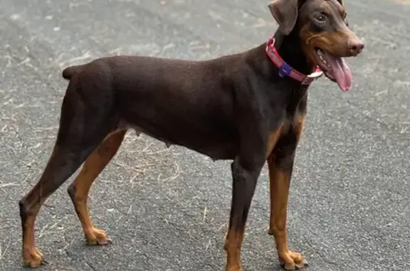 Lost Собака, Female, Lockhart Highway, 8868, Sharon, Knoxville - typical red doberman - photo