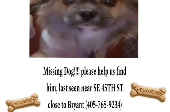 Missing dog Oklahoma City, photo: Lost Собака Male, Southeast 44th Street, 2669, Oklahoma City - Beige and white, chipped