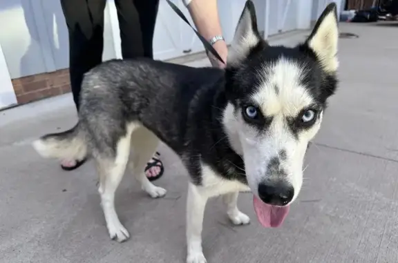 Lost Собака Female, Beckerdite Road, Sophia - blue eyes, black spots on snout - photo