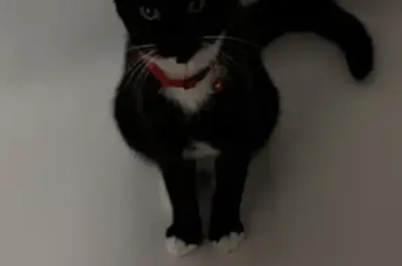 Lost Female Cat, West 81st Street, 666, Hialeah, Miami - white spot on chin - photo