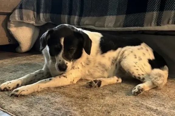 Lost Собака, Female, Columbia Rd 463, 24, McNeil - beagle border collie mix - photo