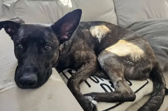 Lost Собака, Female, Douglas Pike, Smithfield - Brindle German shepherd pitbull mix - photo