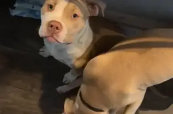 Lost Собака, Male, Chicago, Illinois - Light brown and white - photo