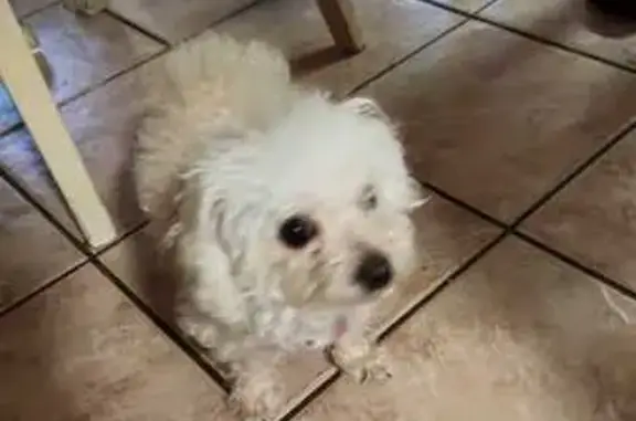 Lost Собака, Female, Myrtle Street, 806, Elizabeth - white, small poodle/shi-tzu - photo