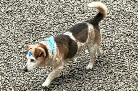 Cachorro perdido Macho (brl002472) - photo