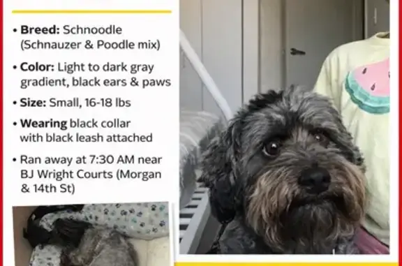 Lost Собака Male, West 14th Street, 1055-1061, Chicago - grey gradient fur - photo