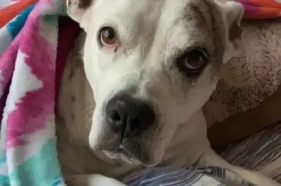 Lost Собака, Female, East Main Street, 636, Norristown - white left black patch on eye - photo