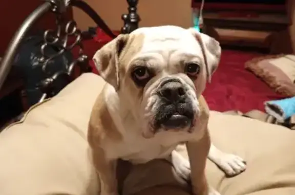 Missing dog Denver, photo: Lost Собака, Female, Albuquerque, New Mexico - Lucy was picked up on central and Atrisco