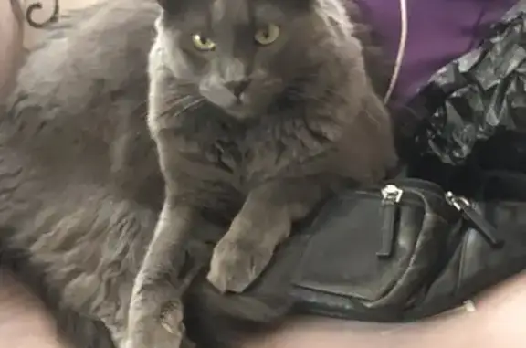 Missing cat Oakland, photo: Missing cat Male, Oakland (usl532837)