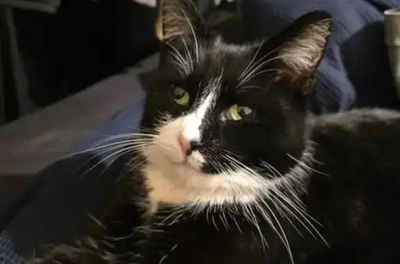 Lost Tuxedo Cat: Pink Collar, Anxious