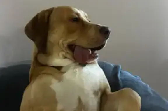 Lost Golden Dog: Warton Rd, Go...