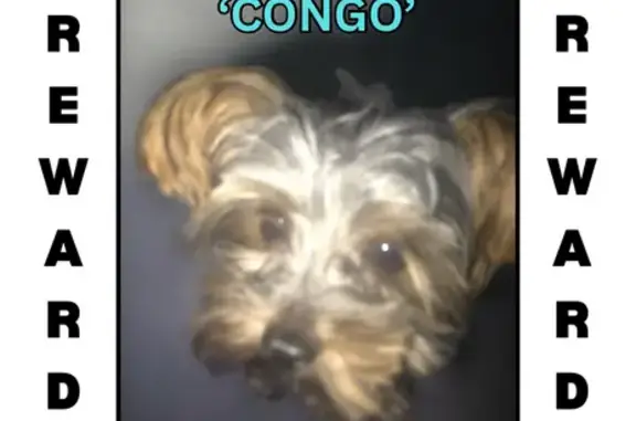 Lost Собака, 2nd Avenue, Bay Shore - black short fur, name Congo - photo