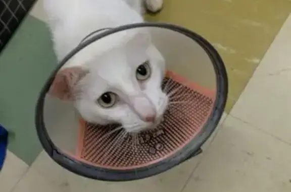 Help Find Frankie: Shy White Cat Lost