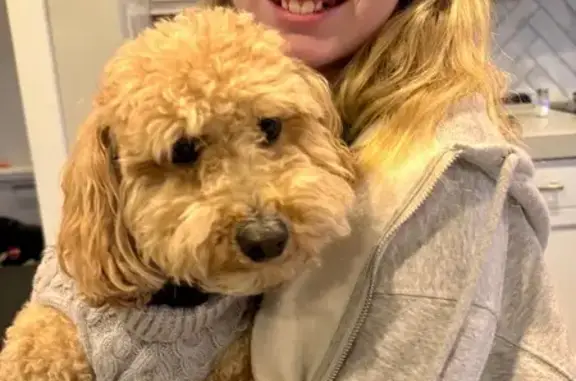 Lost Собака, Female, West 1360 South, 1072, Orem - toy golden doodle - photo