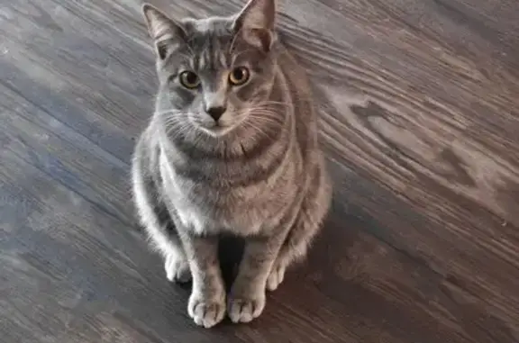 Lost Кошка, Plaza Via, 6648, Irving - Gray tabby with raccoon tail - photo