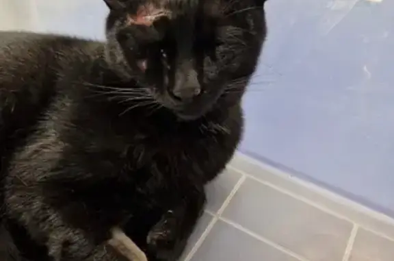 Chat trouvé Garçon (ff586588) - photo